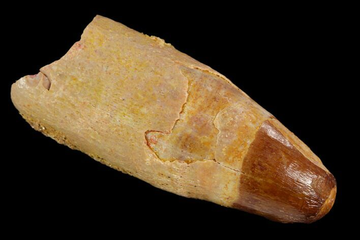 Rooted Cretaceous Fossil Crocodile Tooth - Morocco #122518